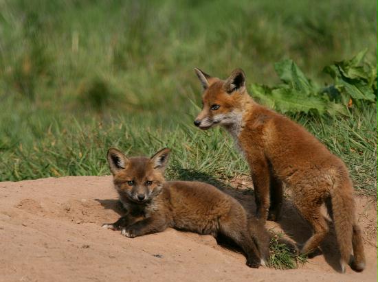 Fox <i>Vulpes vulpes</i>